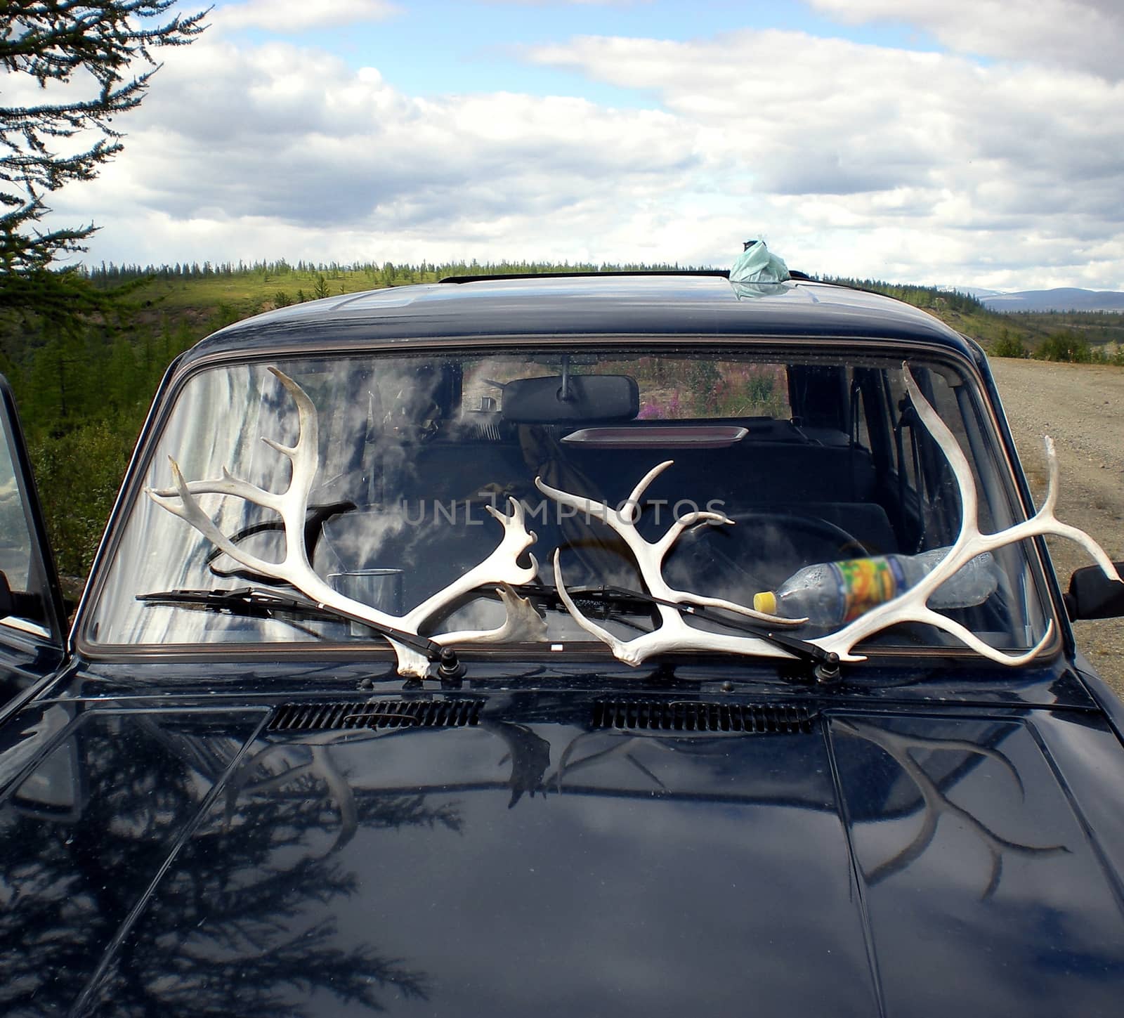Dropped deer antlers. The reindeer's antlers in the tundra.