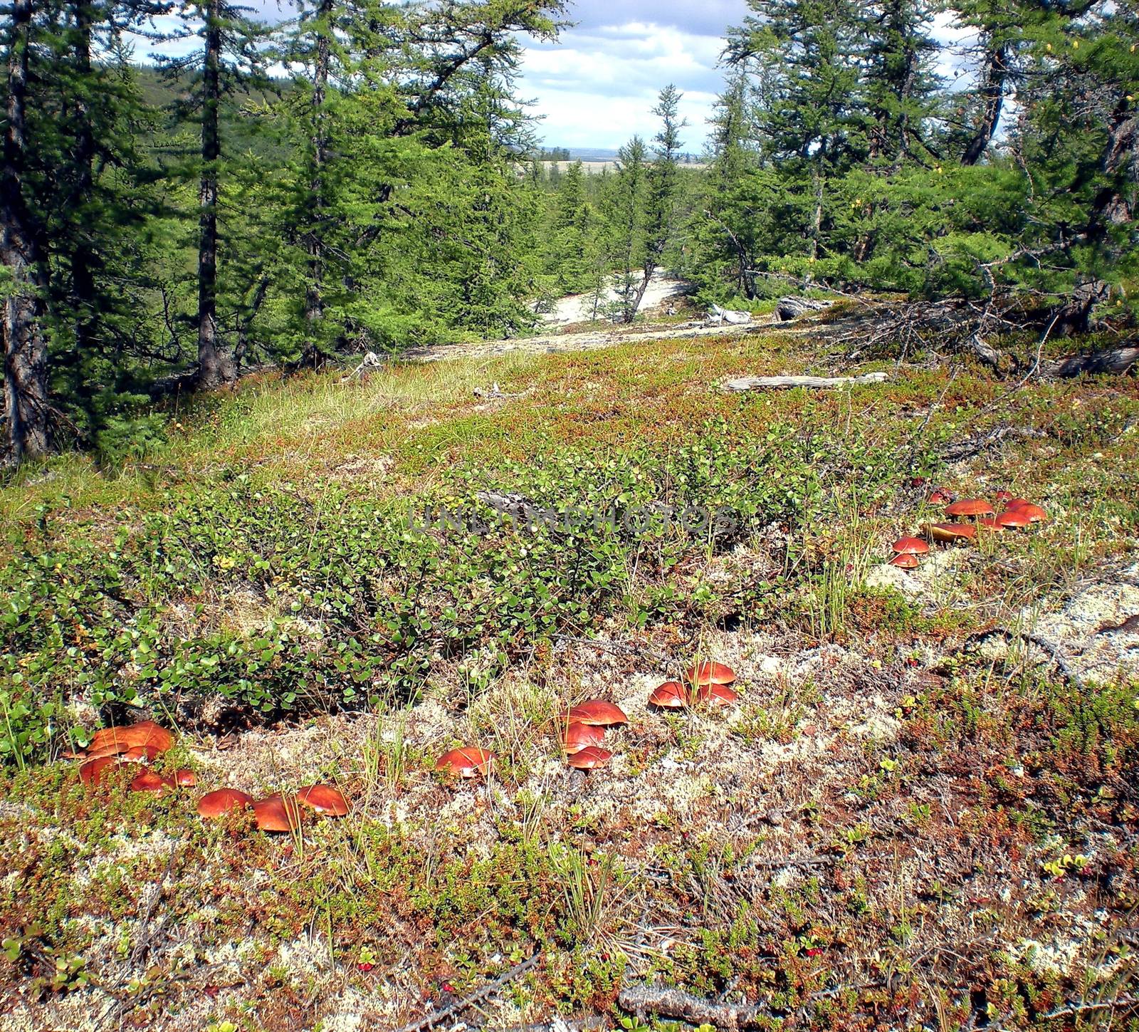 Large mushrooms in the grass in the taiga forest.