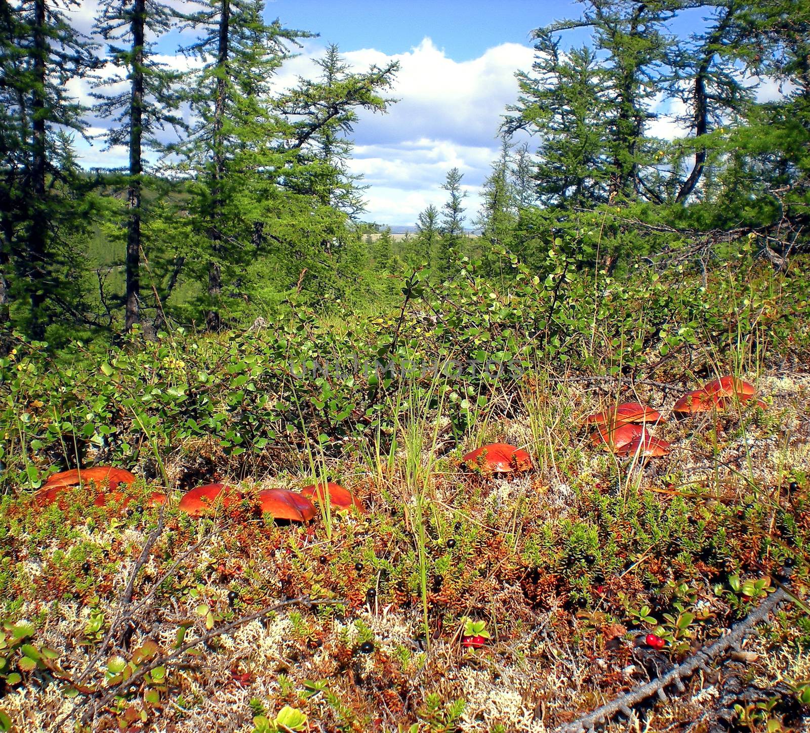 Large mushrooms in the grass in the taiga forest.