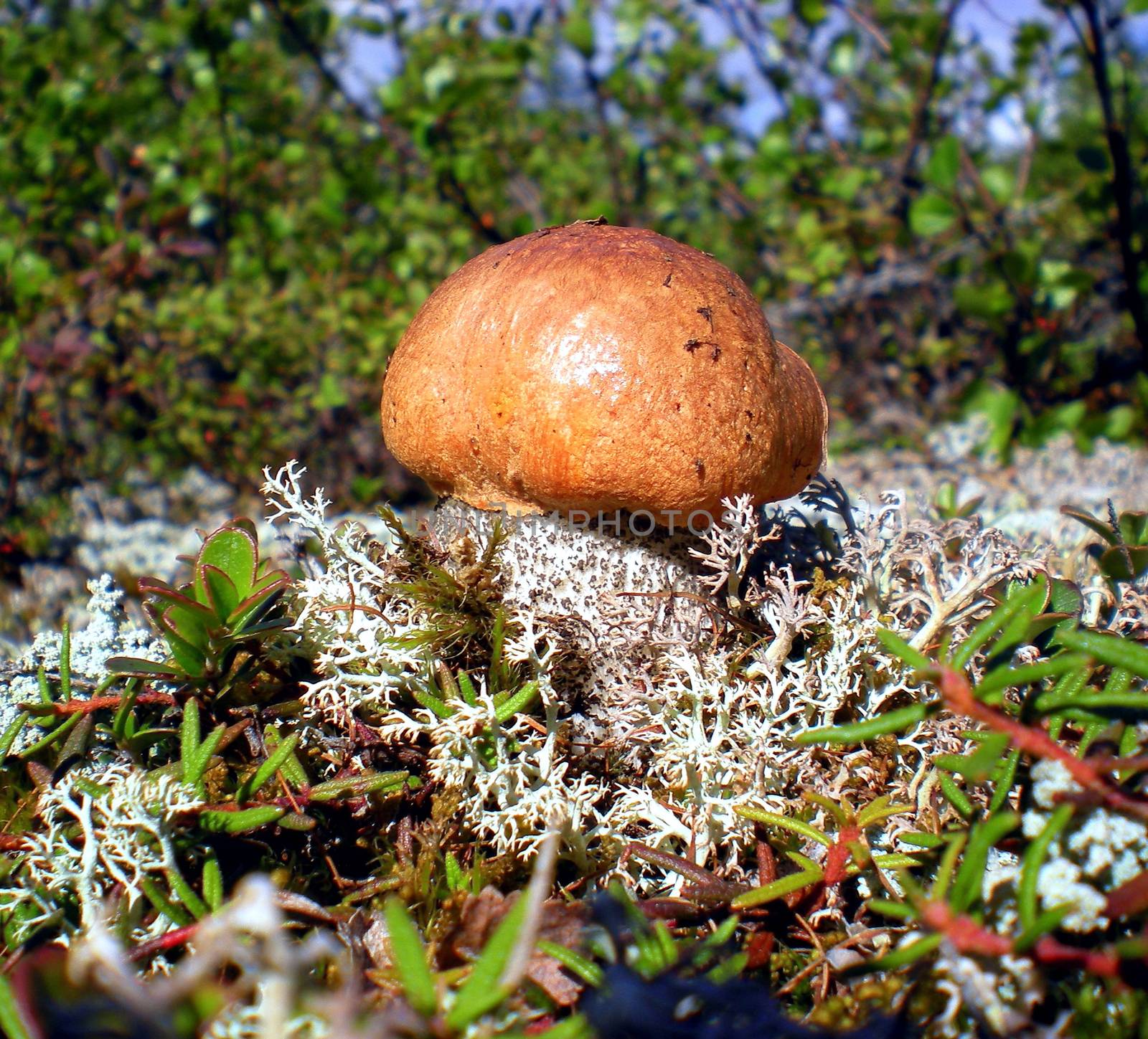 Large mushrooms in the grass in the taiga forest.