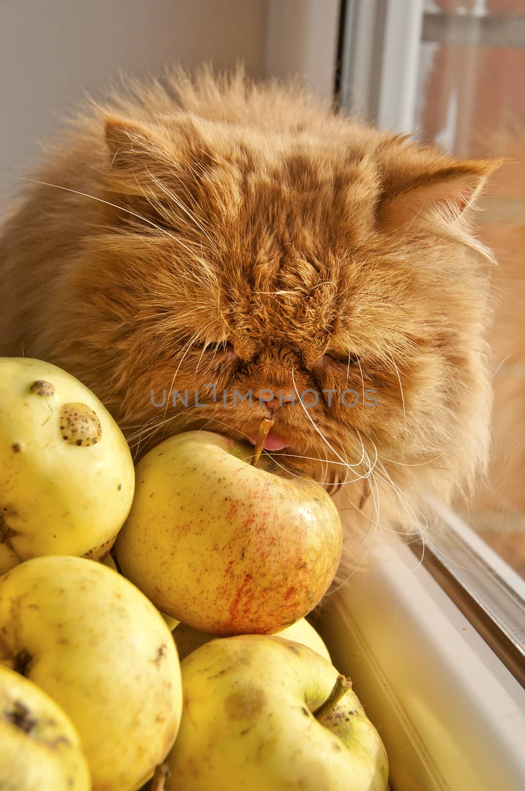 Red cat sitting on windowsill near apples and looking out the window at the autumn landscape. Big red Persian cat.
