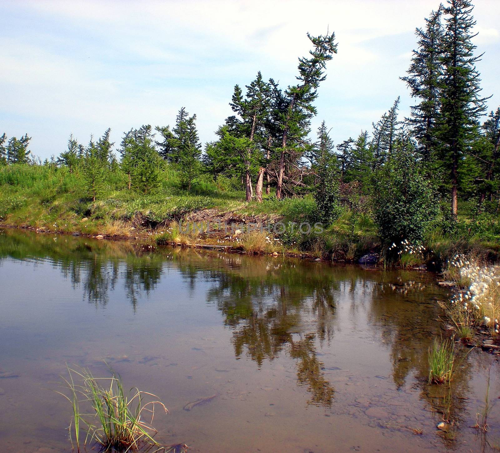 River in the taiga in northern Russia. The nature of the taiga in a mountainous area.