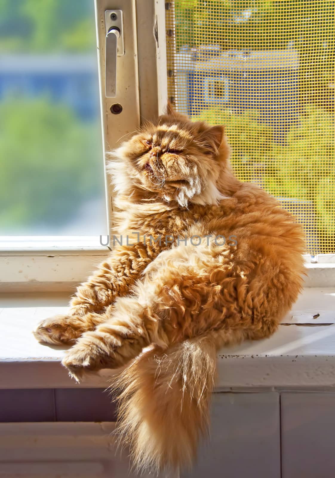 Red cat sits on the windowsill in a funny pose by infinityyy