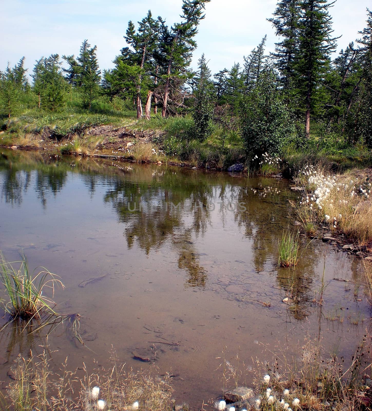 River in taiga in northern Russia. The nature of the taiga in a mountainous area. by DePo