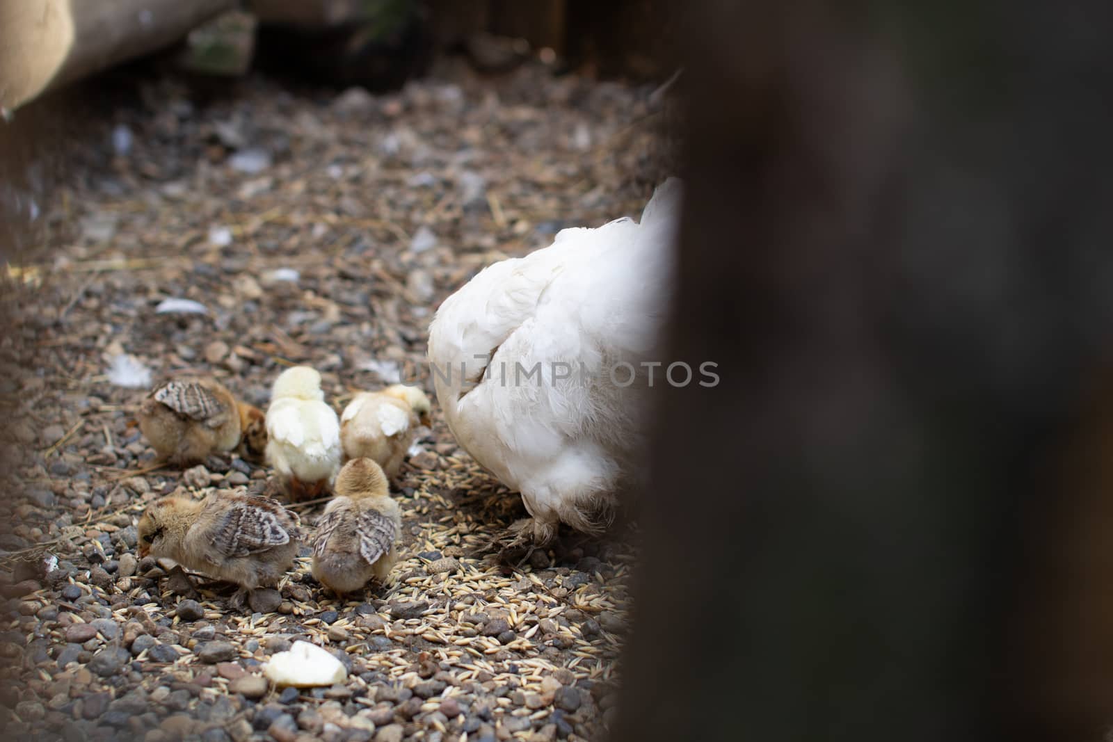 Small chickens and a chicken in a wooden pen. Breeding chickens. Homemaking. 