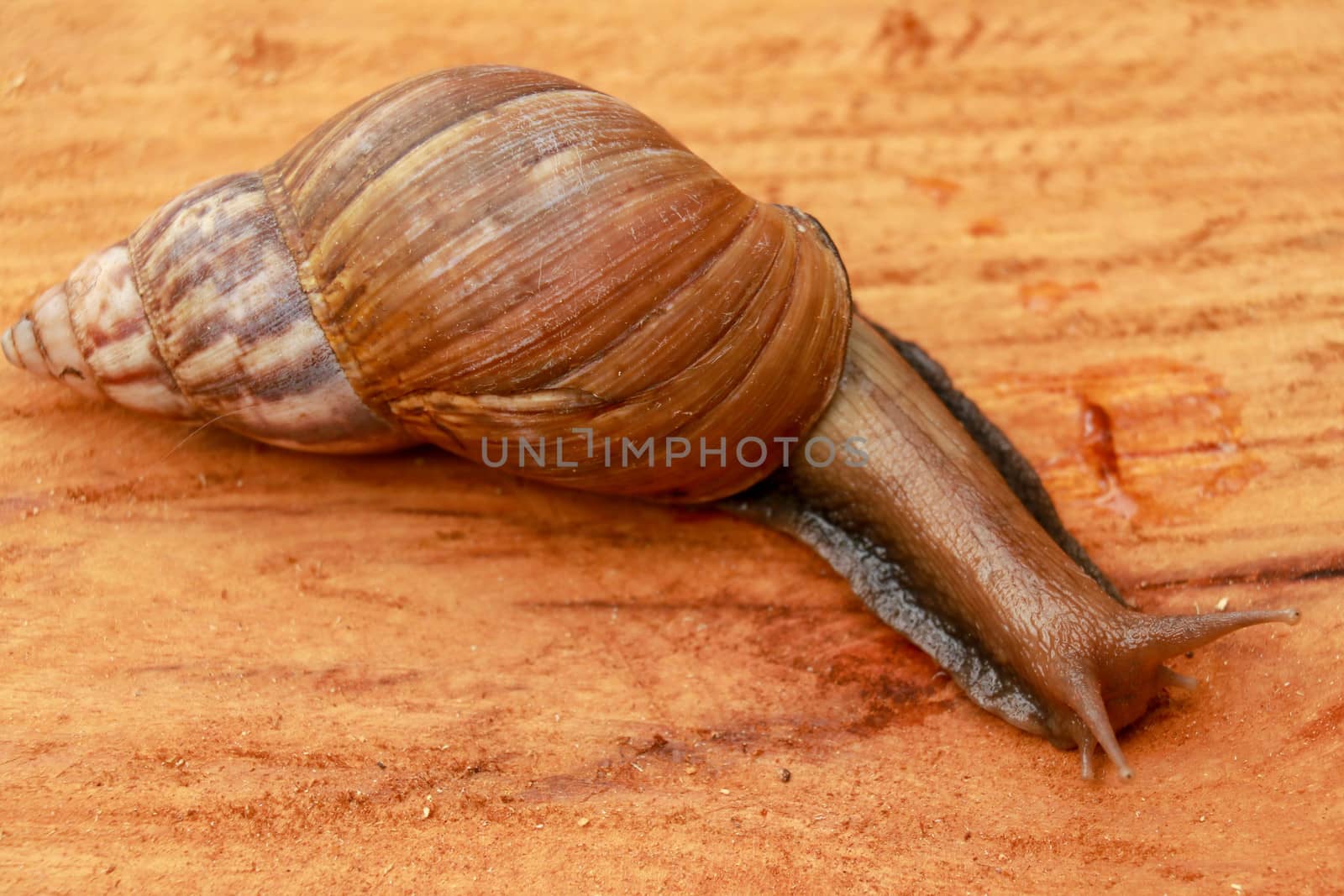 Top view of Snail Achatina fulica, African giant snail, Archachatina marginata with natural background. The Snail is on the wood.Beautiful patterned brown snail crawl on the wood surface. African snail shrugs by Sanatana2008
