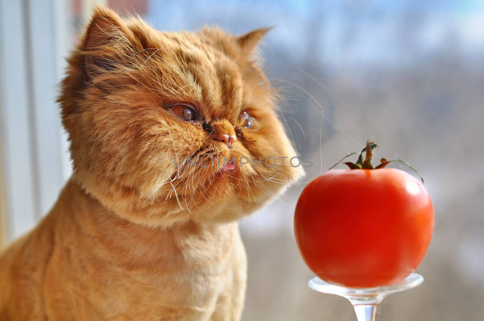 Grooming funny red persian cat with red tomato is sitting on a windowsill and looking out the window