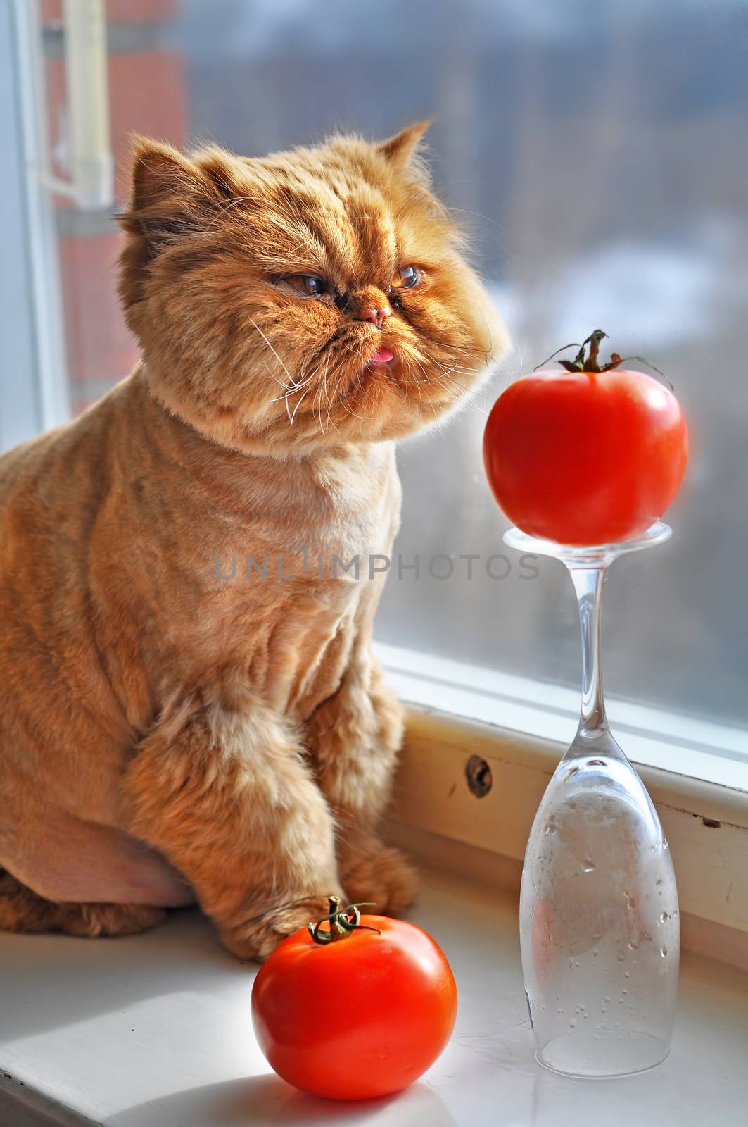 Funny red cat is sitting with red tomato by infinityyy