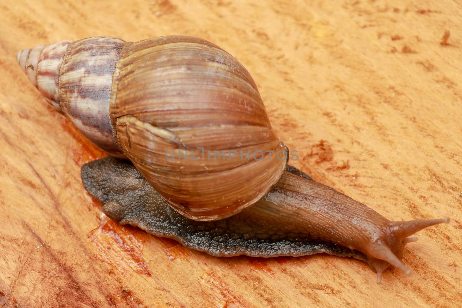 Top view of Snail Achatina fulica, African giant snail, Archachatina marginata with natural background. The Snail is on the wood.Beautiful patterned brown snail crawl on the wood surface. African snail shrugs.