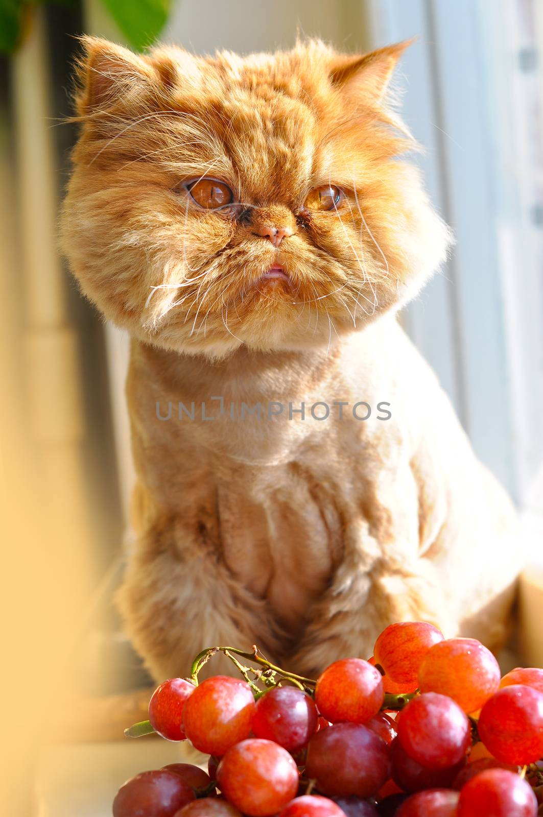 Red funny Cat eating red grapes on windowsill by infinityyy