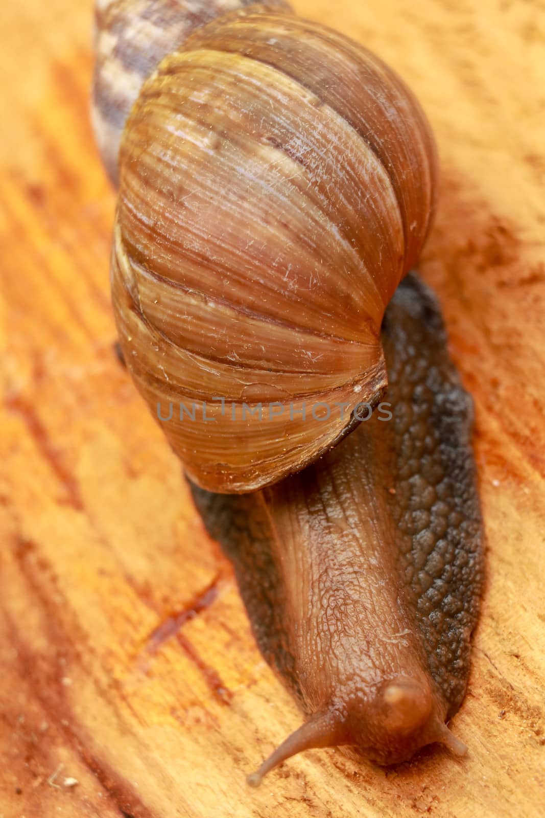 Top view of Snail Achatina fulica, African giant snail, Archachatina marginata with natural background. The Snail is on the wood.Beautiful patterned brown snail crawl on the wood surface. African snail shrugs by Sanatana2008