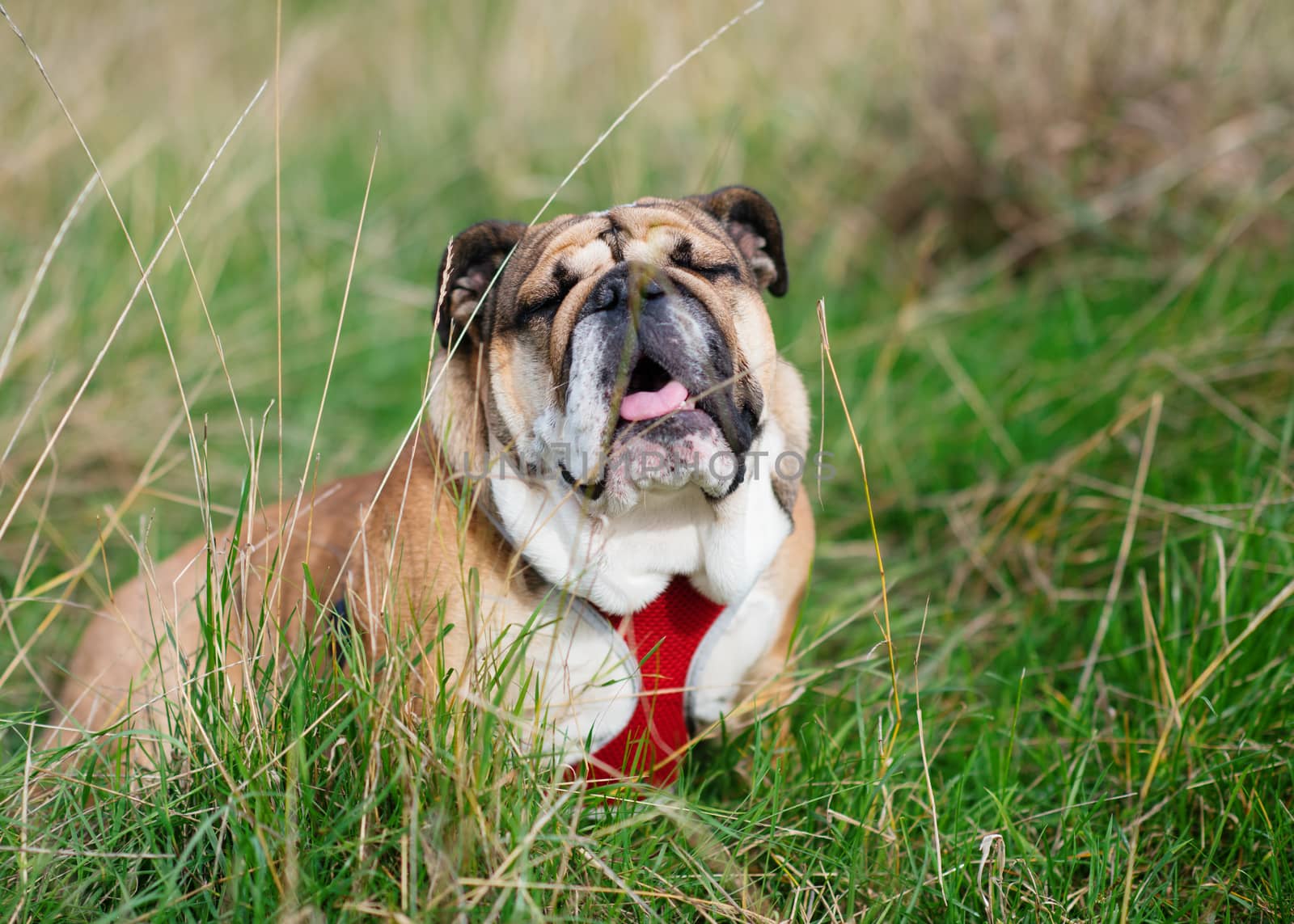 Red English Bulldog in red harness with tongue out for a walk closing eyes sitting in the grass