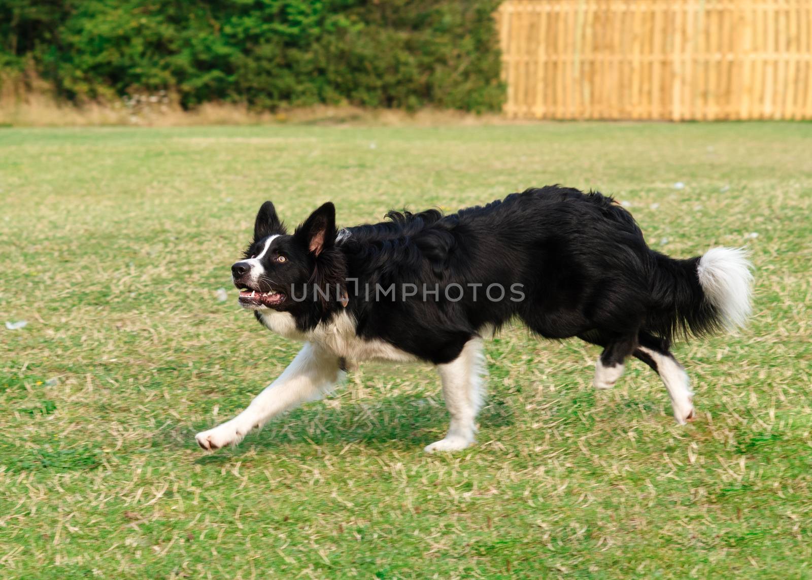 Black and white collie playing and jumping on the grass