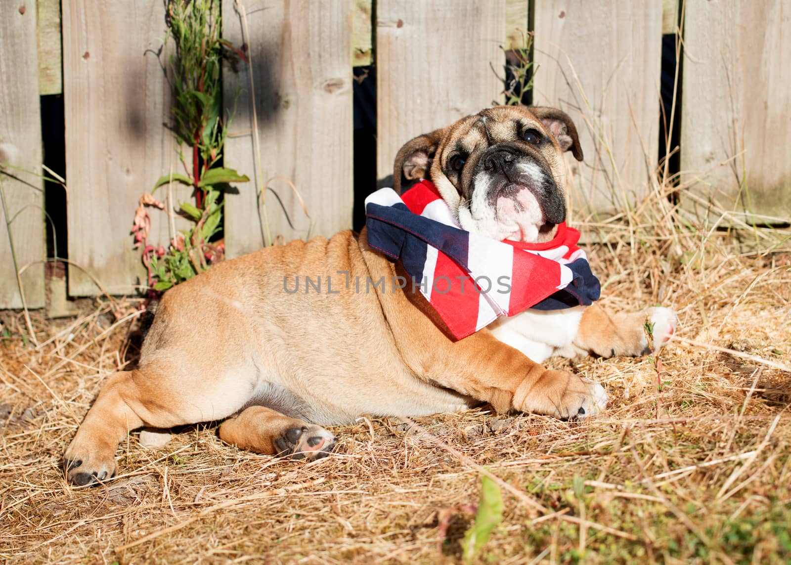 Red English Bulldog in UK skarf out for a walk looking up lying on the dry grass