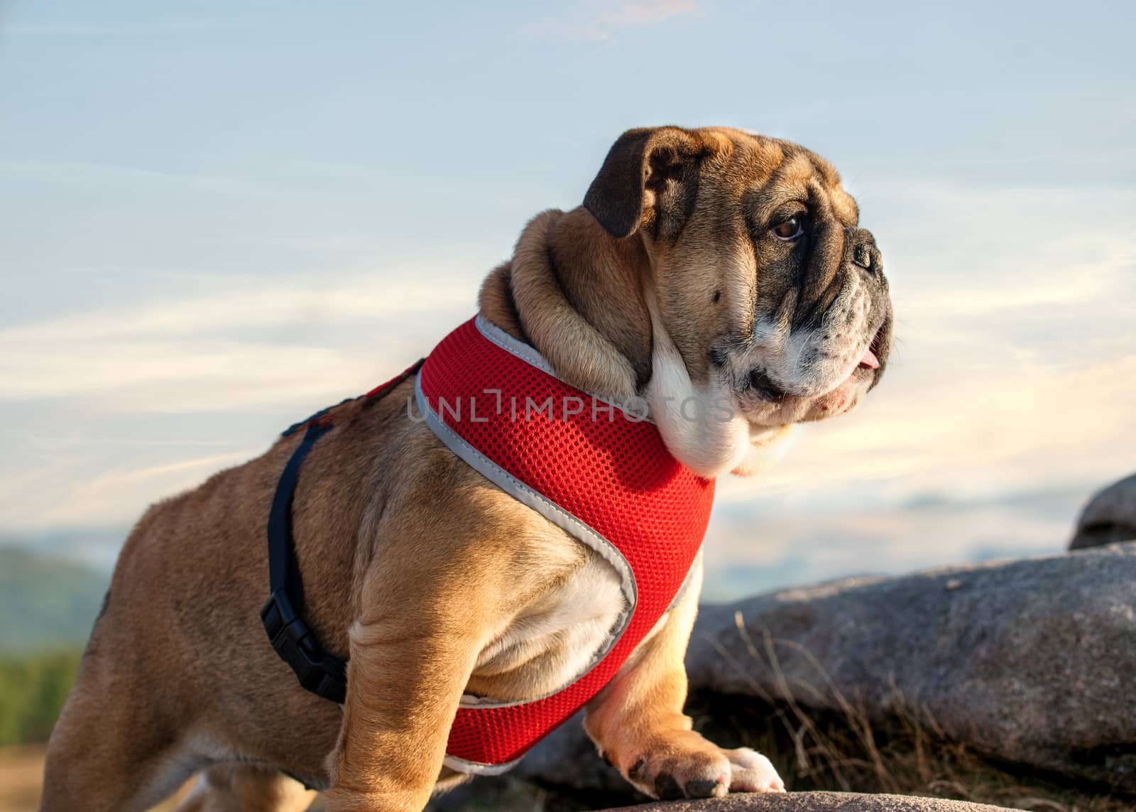 Red English Bulldog in red harness out for a walk looking up against sky