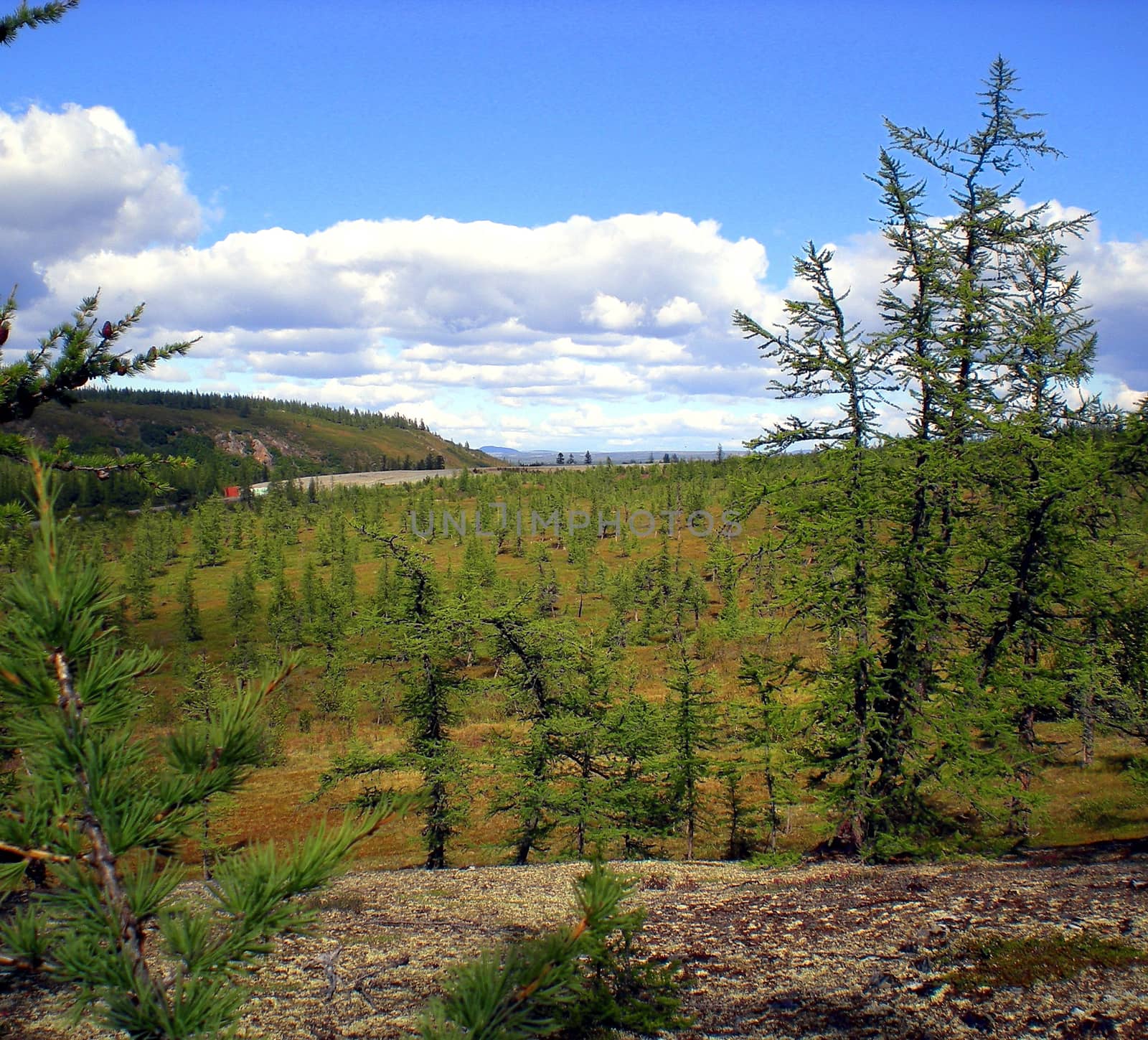 Taiga in the Russian north. Coniferous forest in early September in the north.