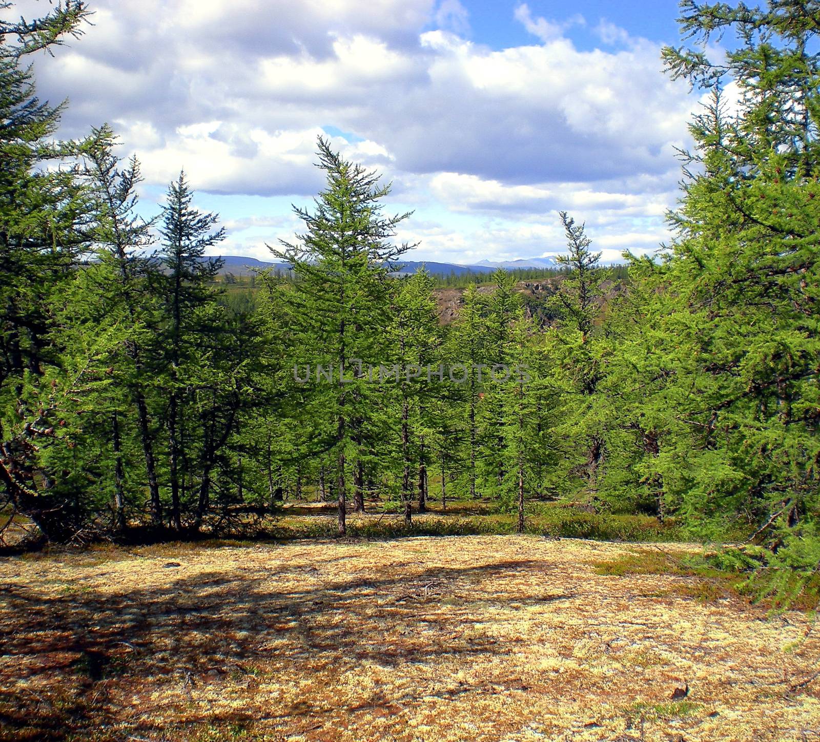 Taiga in the Russian north. Coniferous forest in early September in the north.