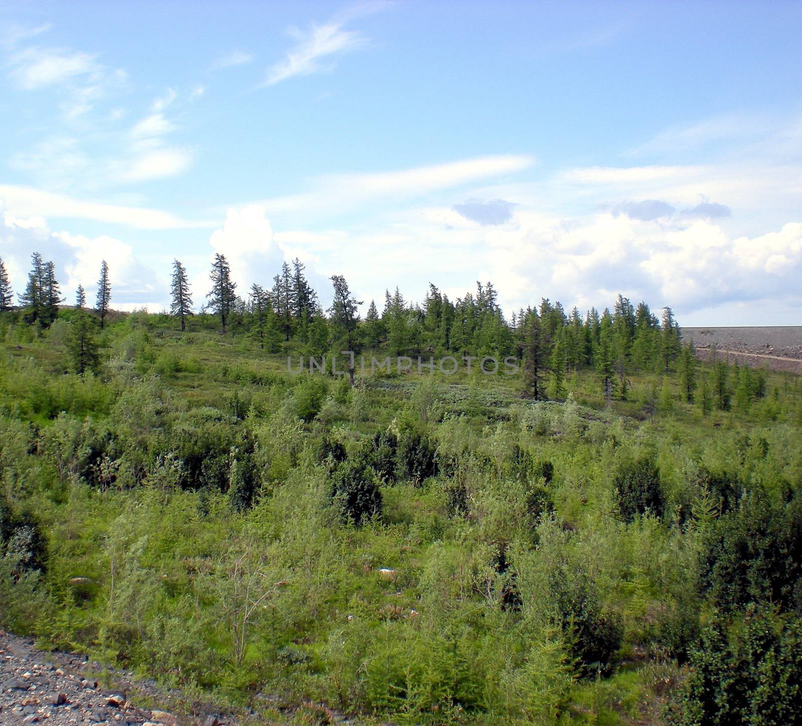 Taiga in the Russian north. Coniferous forest in early September in the north.