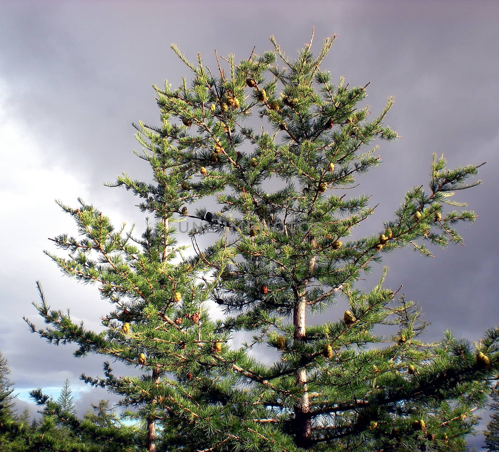 Taiga in the Russian north. Coniferous forest in early September in the north.