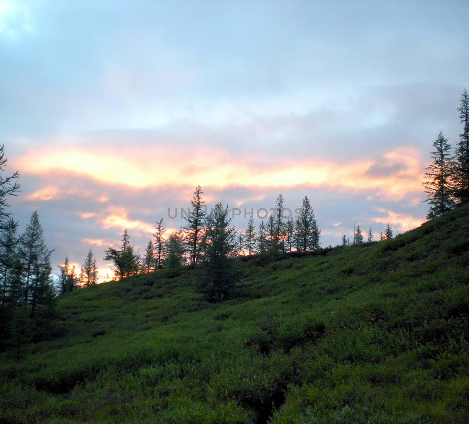 Taiga in the Russian north. Coniferous forest in early September in the north.