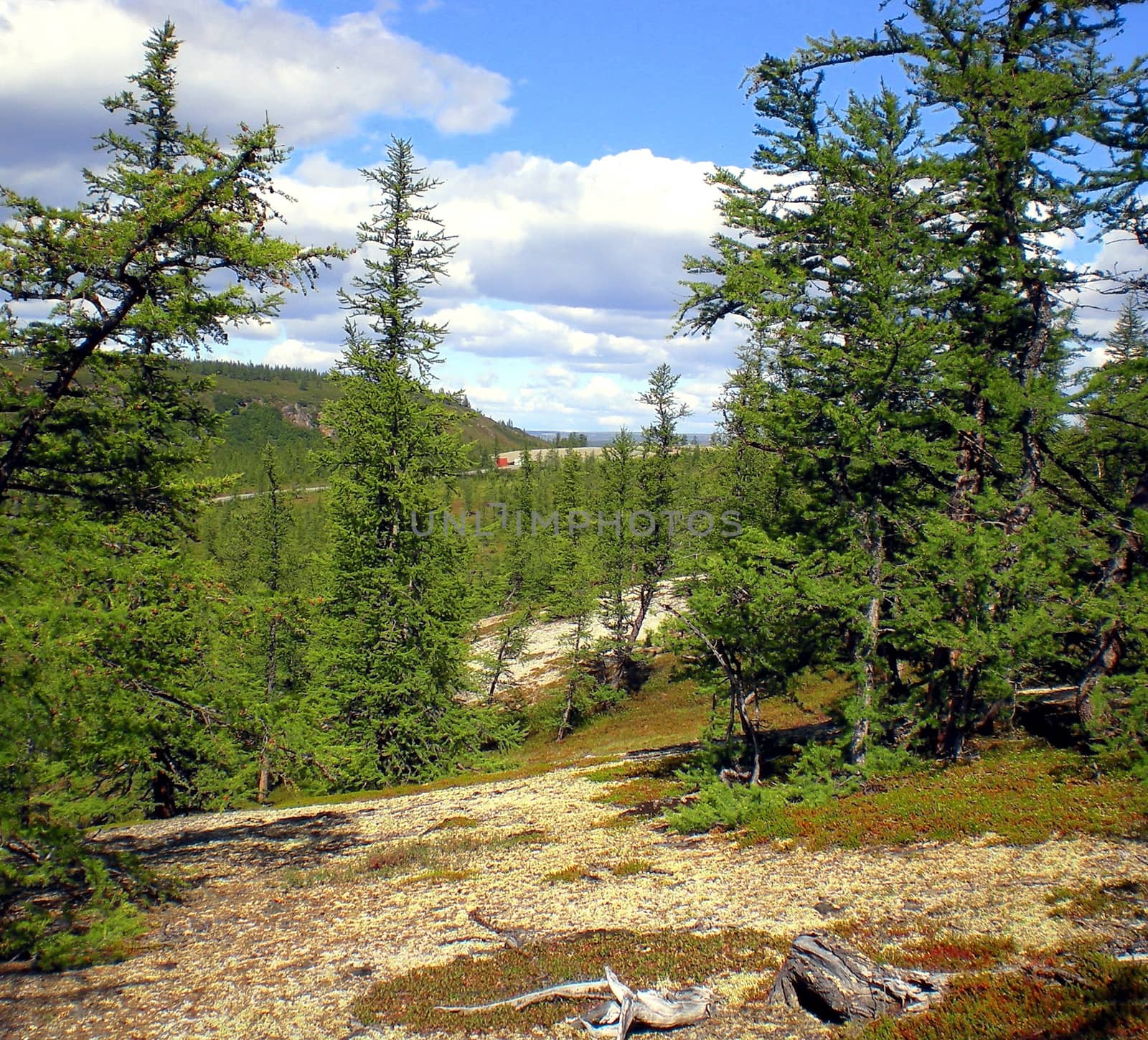 Taiga in the Russian north. Coniferous forest in early September in the north.