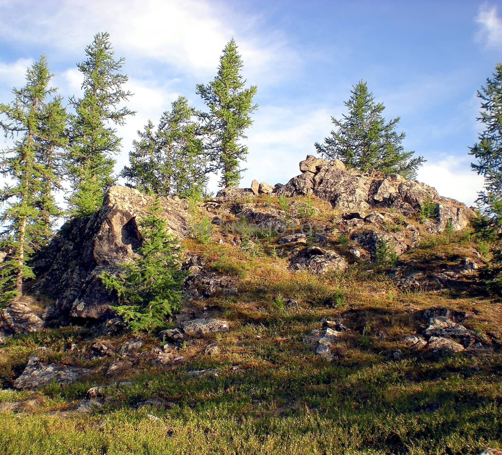 Taiga in Russian north. Coniferous forest in early September in the north. by DePo