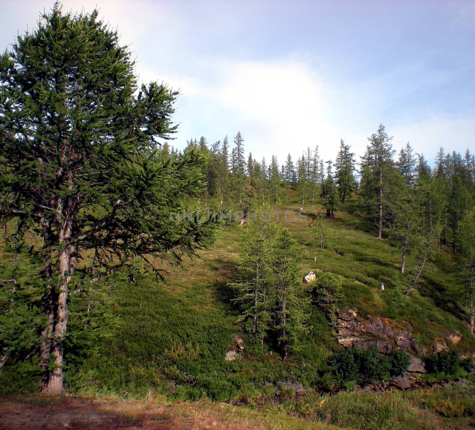 Taiga in the Russian north. Coniferous forest in early September in the north.