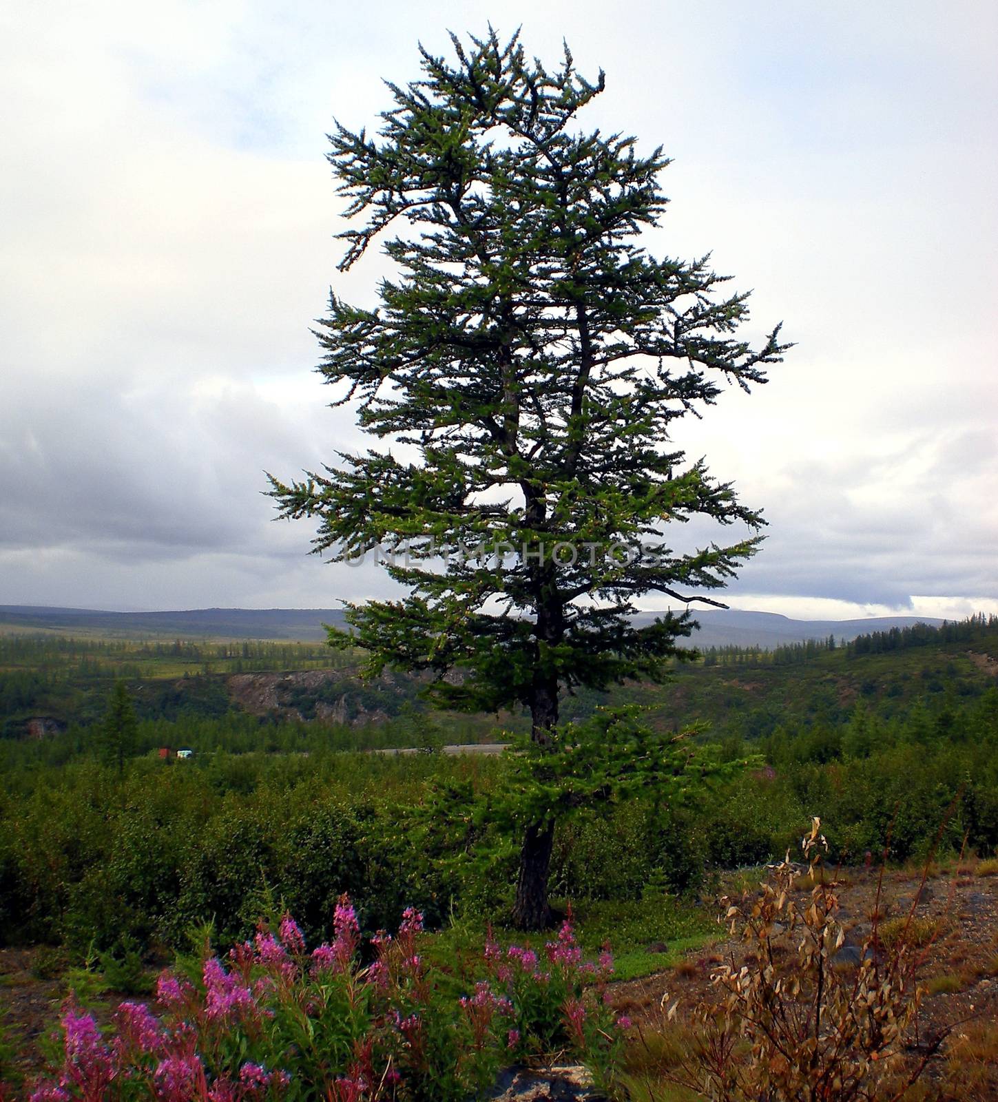 Taiga in the Russian north. Coniferous forest in early September in the north.