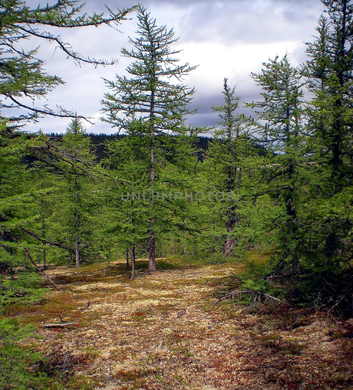 Taiga in Russian north. Coniferous forest in early September in the north. by DePo