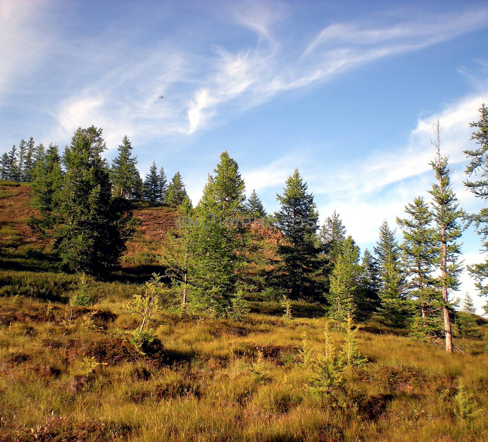 Taiga in the Russian north. Coniferous forest in early September in the north.