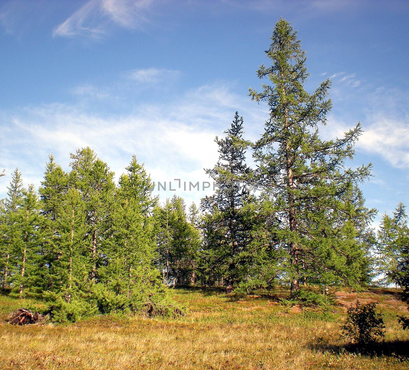 Taiga in the Russian north. Coniferous forest in early September in the north.