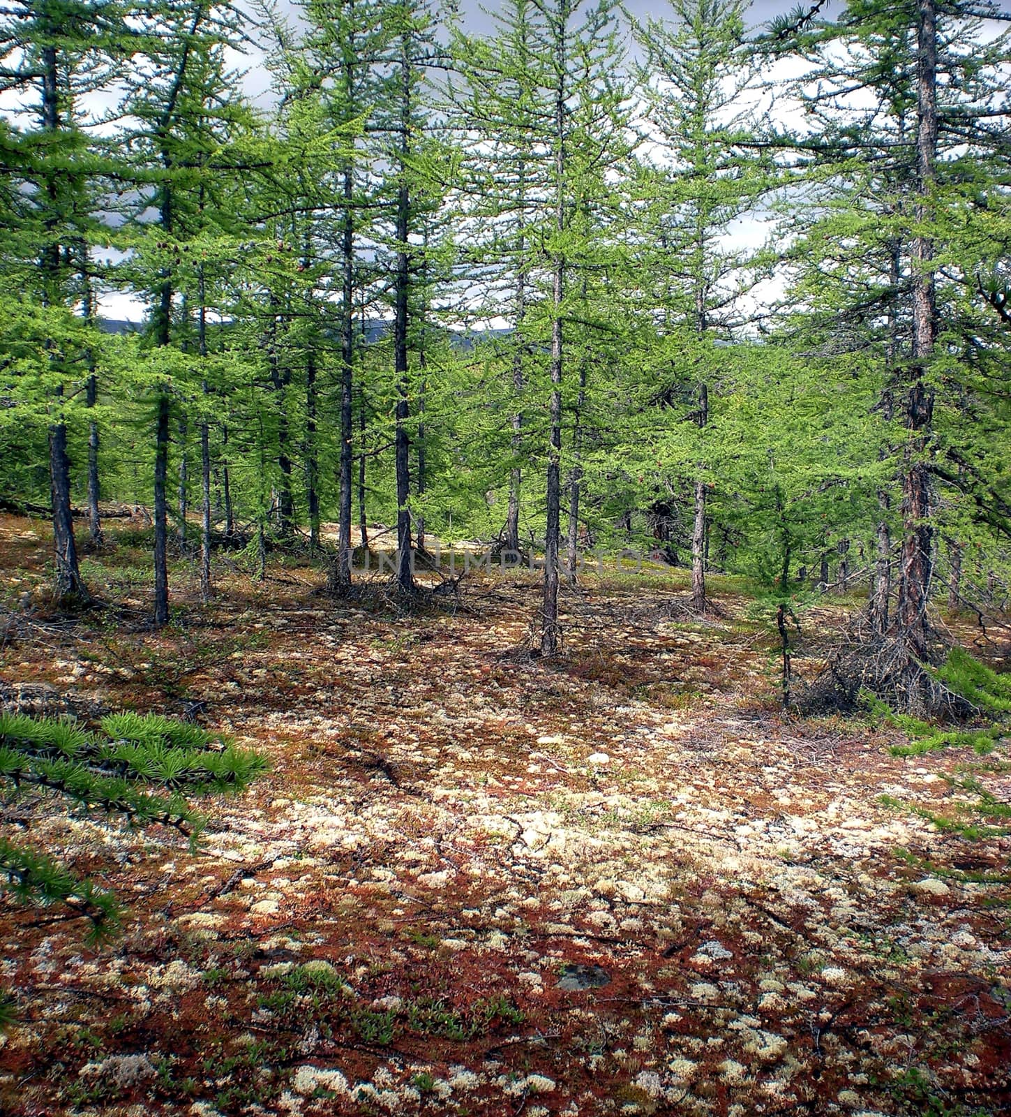 Taiga in Russian north. Coniferous forest in early September in the north. by DePo