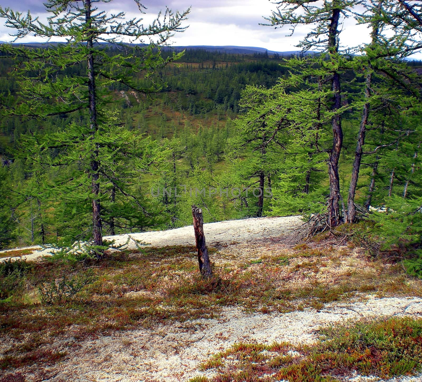 Taiga in Russian north. Coniferous forest in early September in the north. by DePo