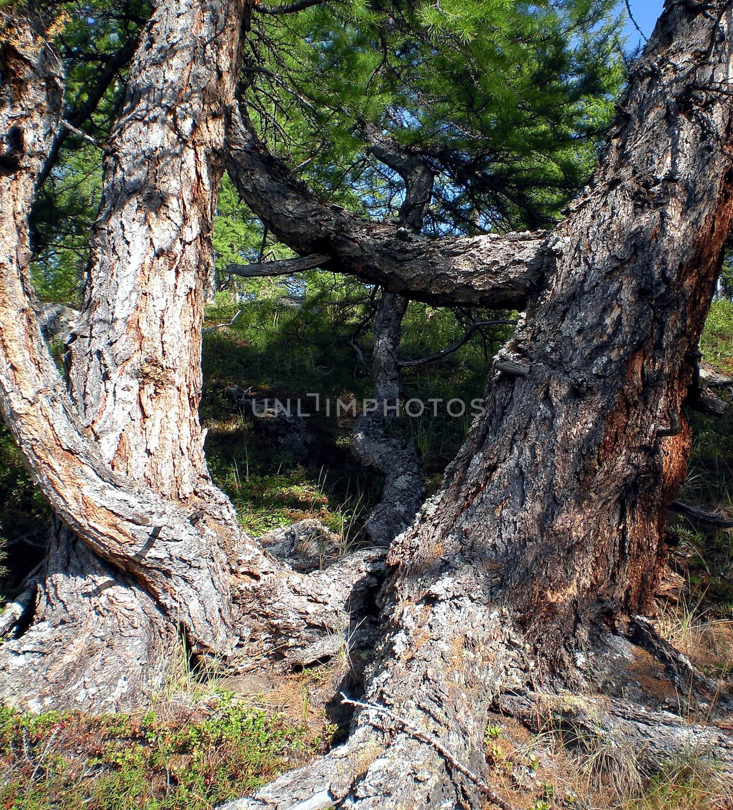 The thick trunk of Siberian cedar. Coniferous tree.