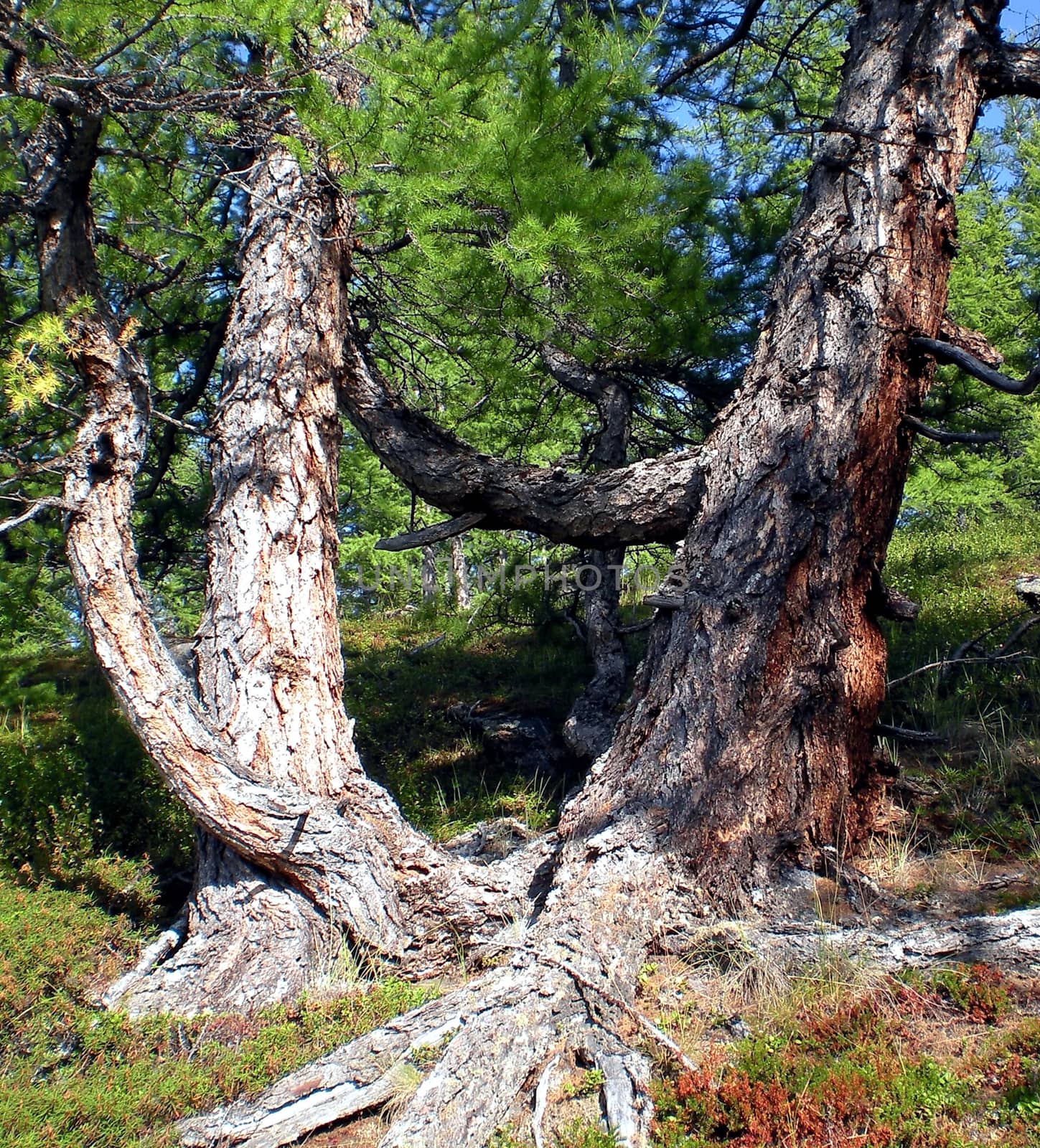 The thick trunk of Siberian cedar. Coniferous tree.