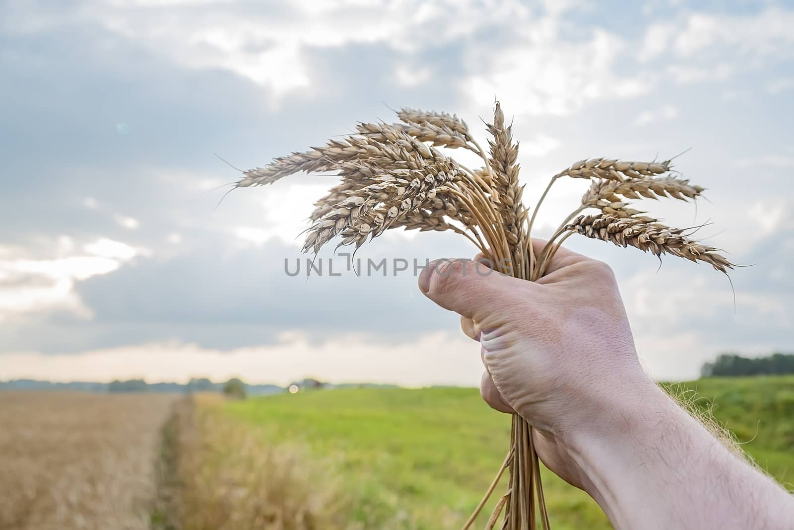 a people hand holds ripe dry autumn wheat ears against the sky near an agricultural field