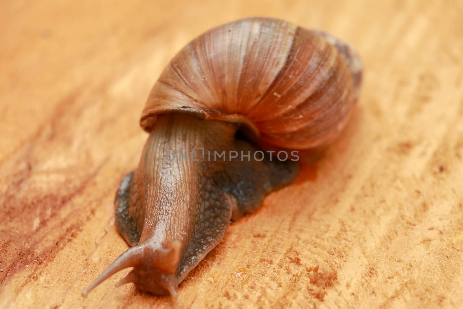 Giant snail, Scutalus, Achatina fulica. Crawling on wood in the afternoon. They have a coiled shell to protect body and Slime can made Nourishing cream. Natural animal. Slow life concept. Beautiful.