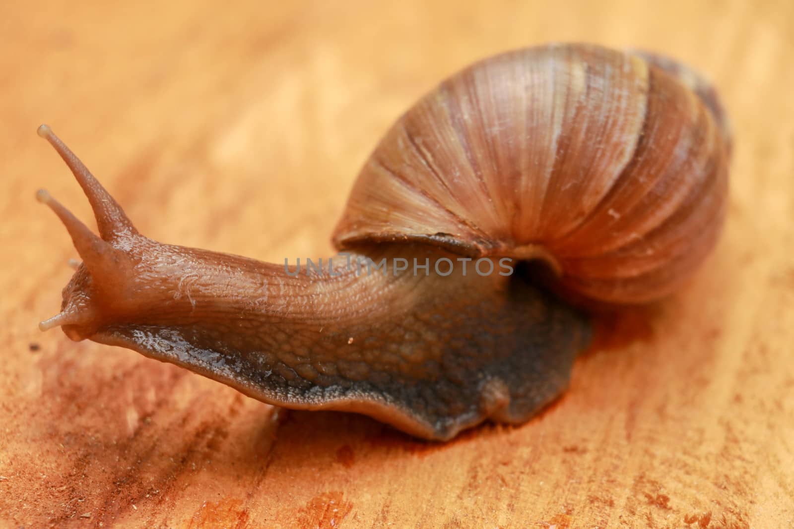 Giant snail, Scutalus, Achatina fulica. Crawling on wood in the afternoon. They have a coiled shell to protect body and Slime can made Nourishing cream. Natural animal. Slow life concept. Beautiful.