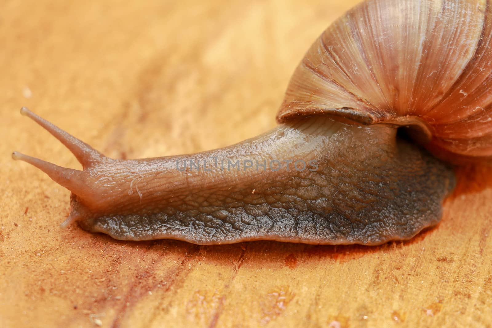 Giant snail, Scutalus, Achatina fulica. Crawling on wood in the afternoon. They have a coiled shell to protect body and Slime can made Nourishing cream. Natural animal. Slow life concept. Beautiful.