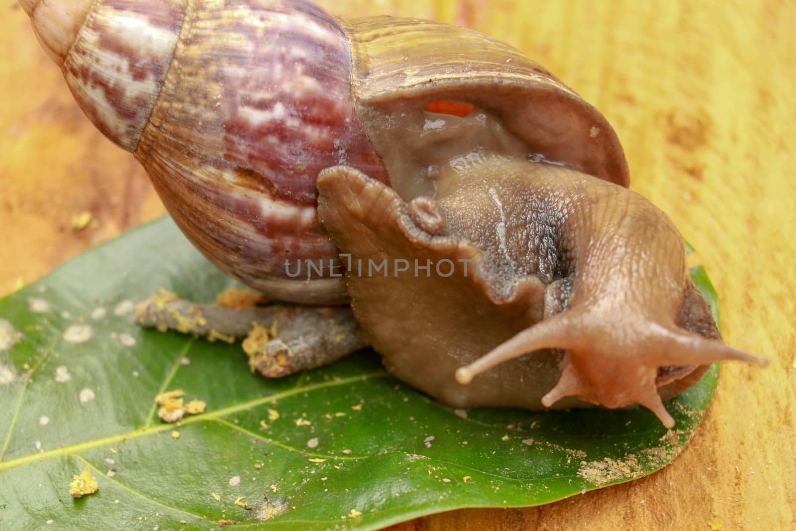 Giant African Land Snail - Achatina fulica large land snail in Achatinidae, similar to Achatina achatina and Archachatina marginata, pest issues, invasive species of snail by Sanatana2008