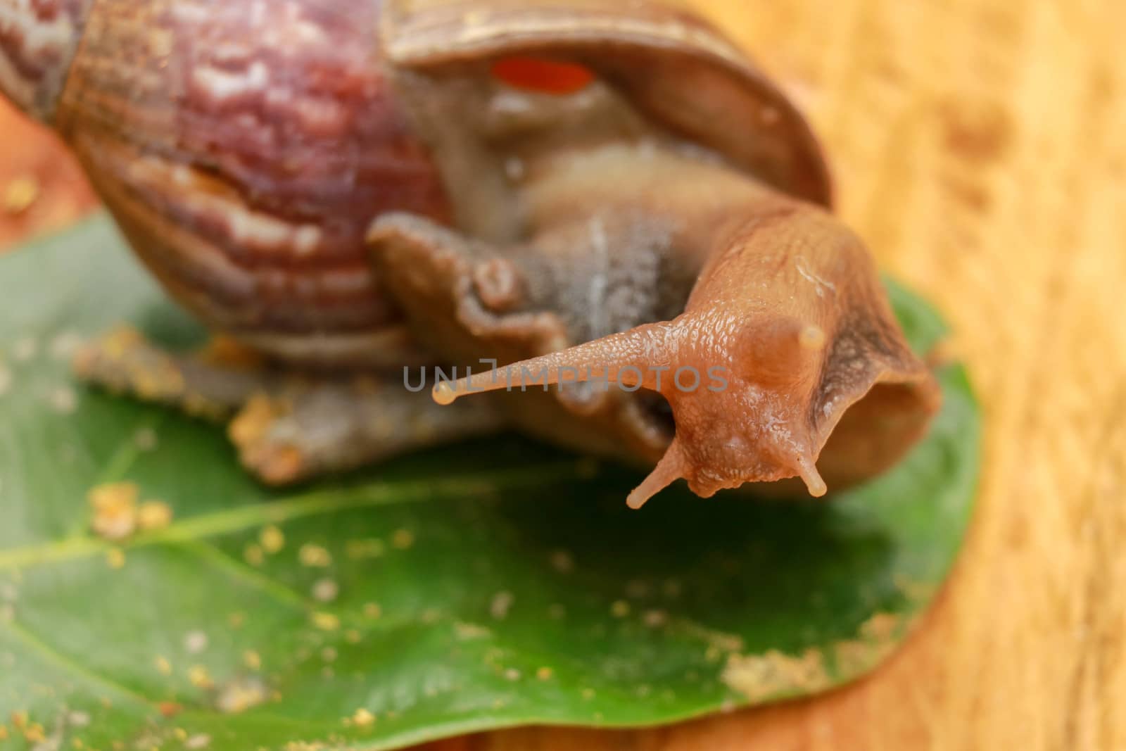 Giant African Land Snail - Achatina fulica large land snail in Achatinidae, similar to Achatina achatina and Archachatina marginata, pest issues, invasive species of snail by Sanatana2008