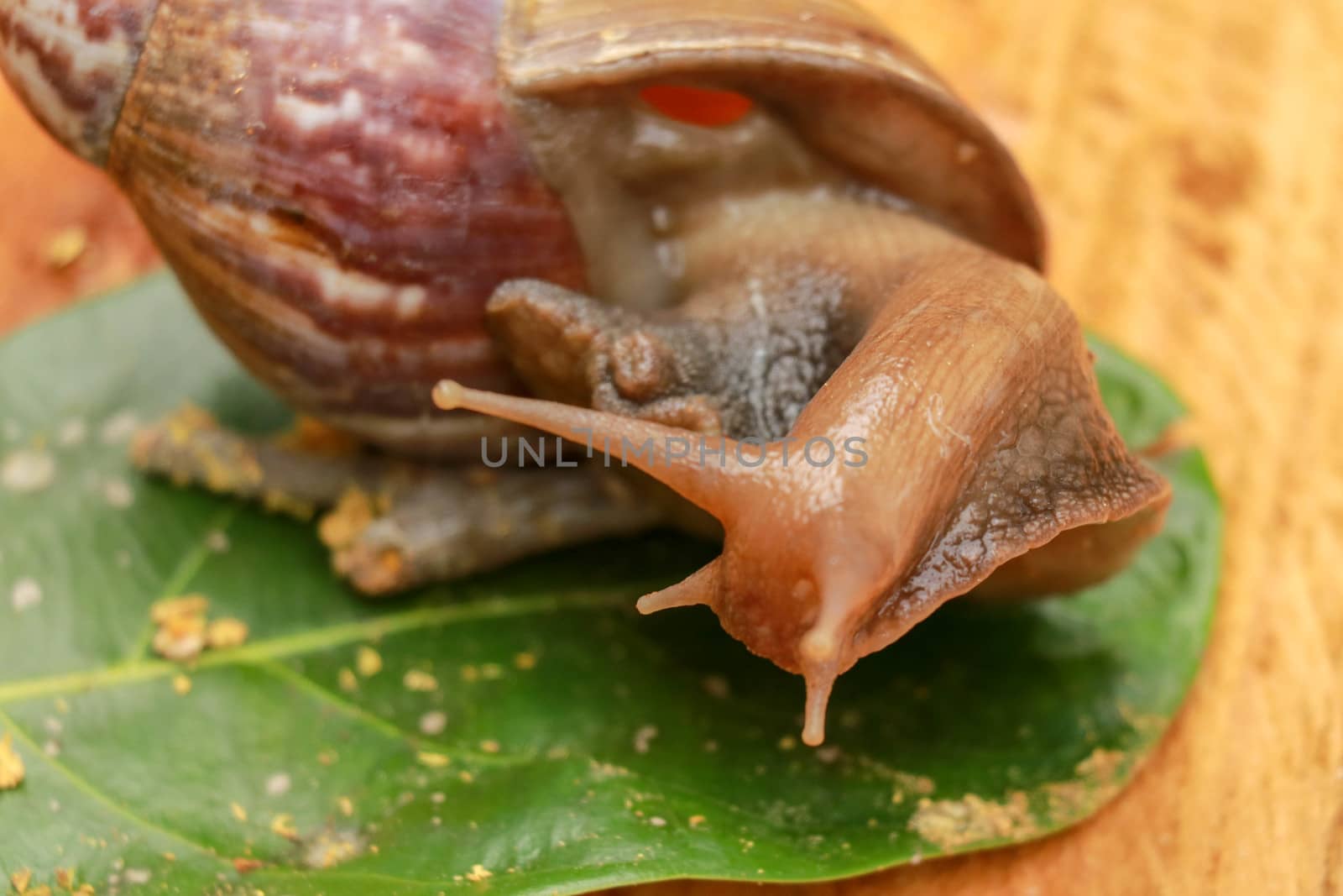 Giant African Land Snail - Achatina fulica large land snail in Achatinidae, similar to Achatina achatina and Archachatina marginata, pest issues, invasive species of snail.