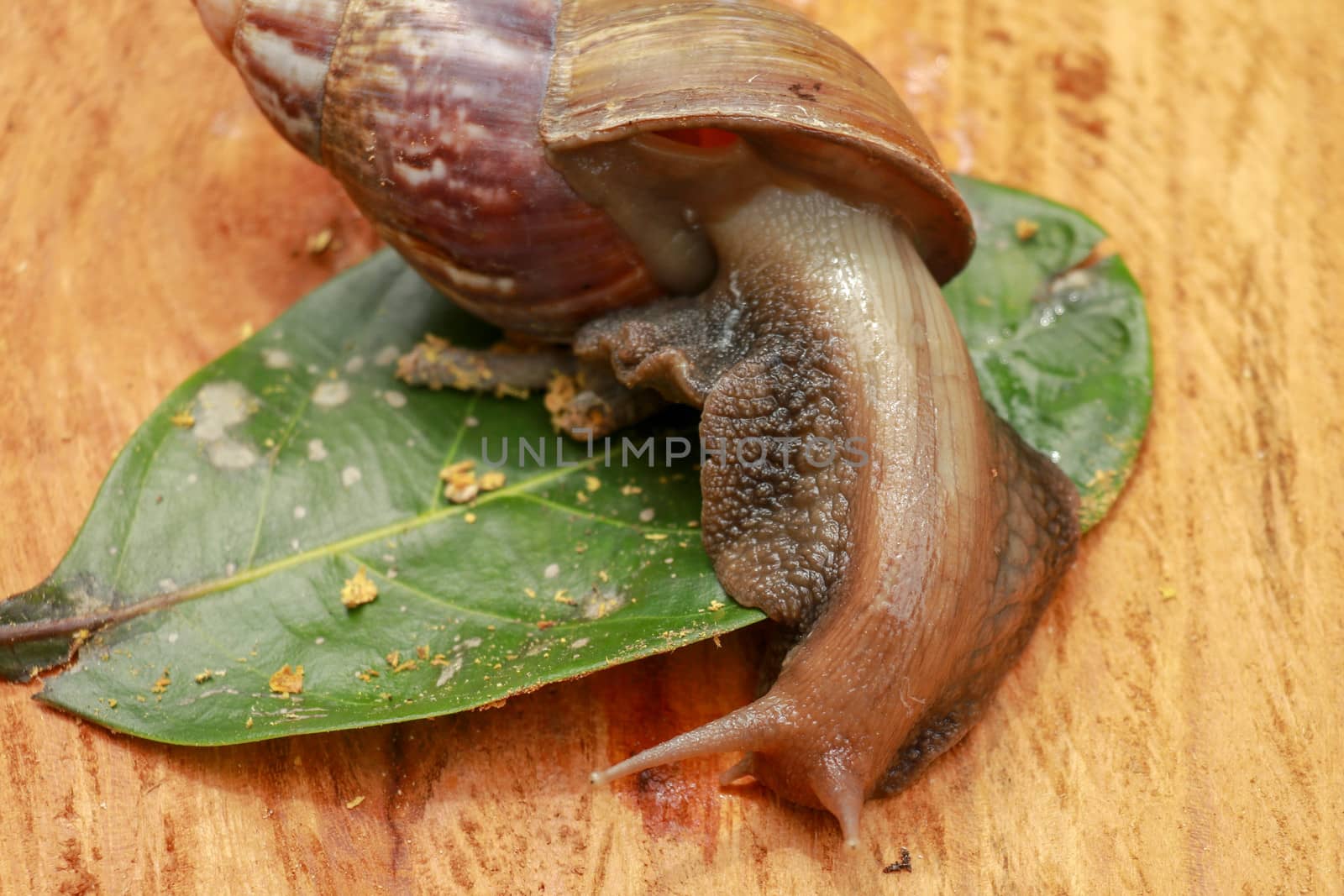 Beautiful patterned brown snail crawls on a wooden surface. Giant african snail.