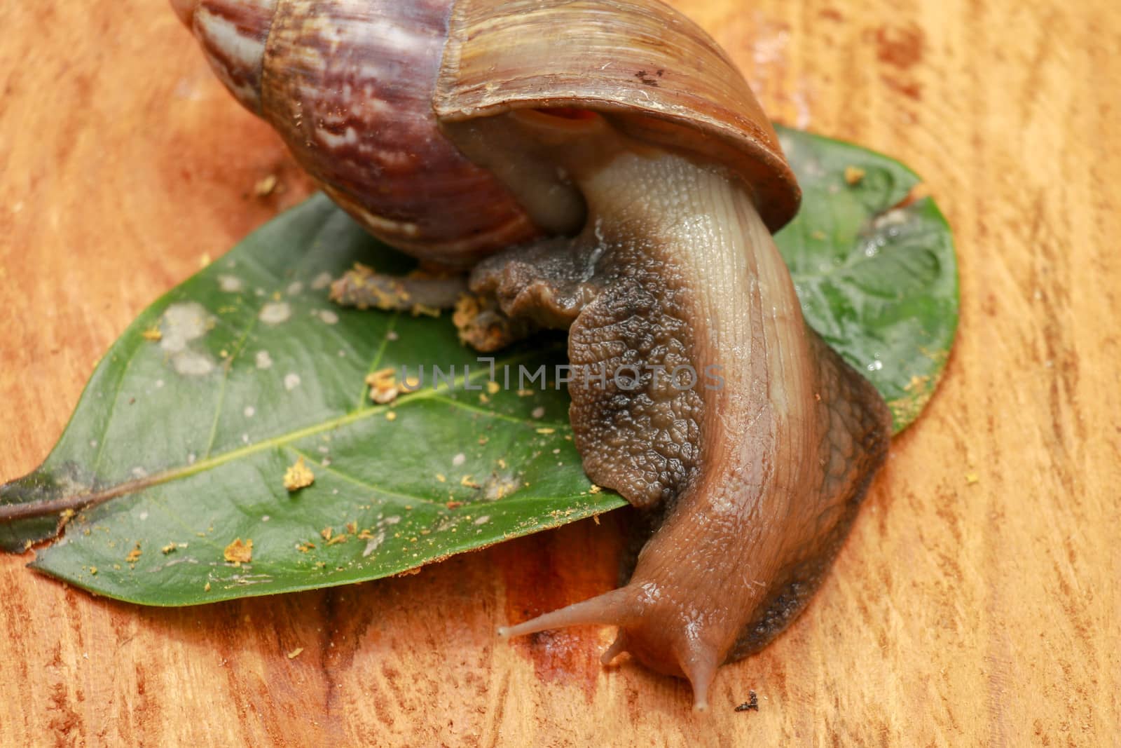 Beautiful patterned brown snail crawls on a wooden surface. Giant african snail by Sanatana2008