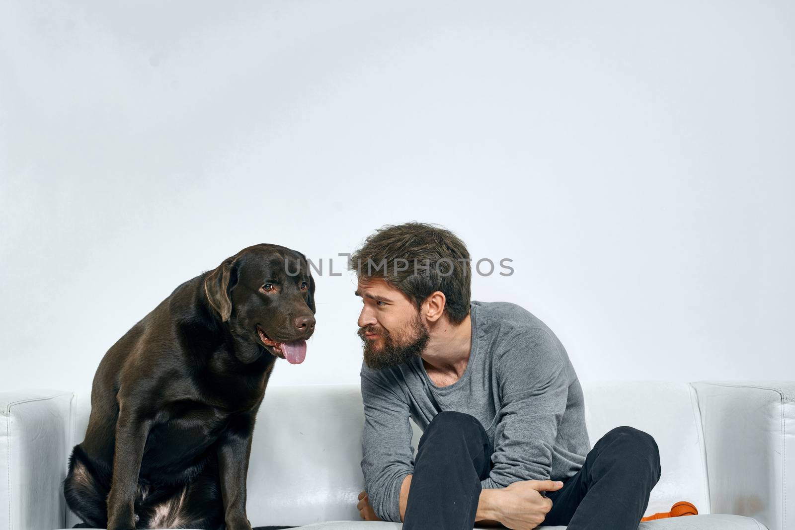 Male owner play with the dog on the couch training fun light room friends pet by SHOTPRIME