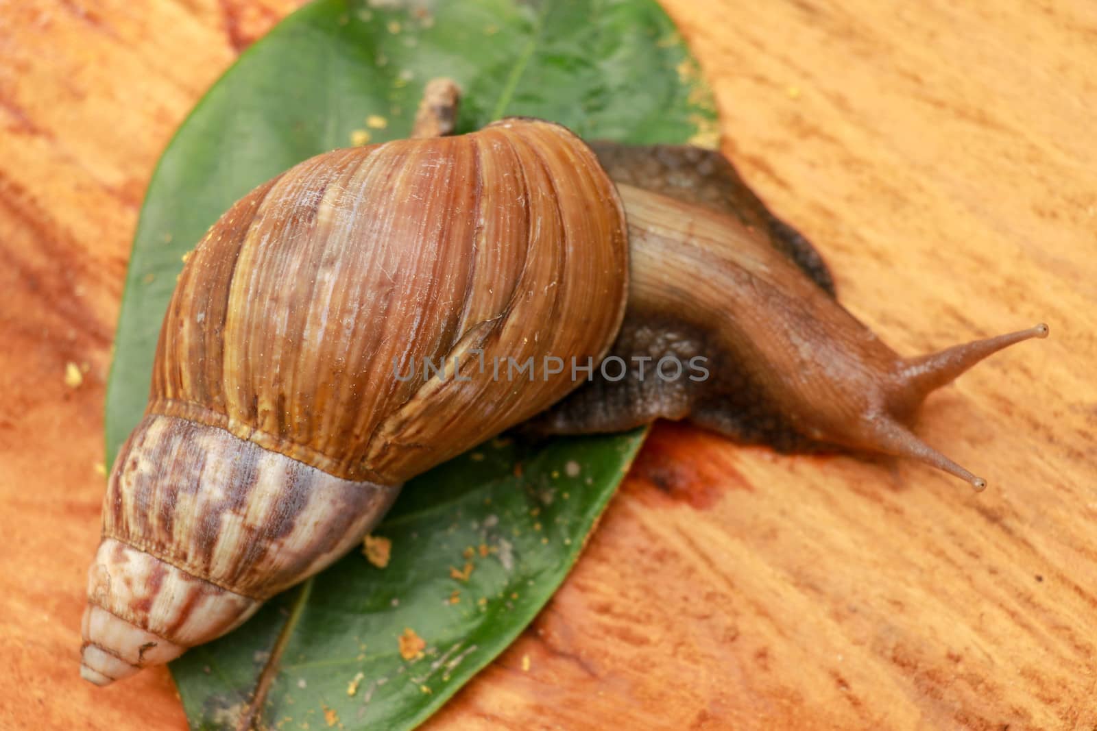 Beautiful patterned brown snail crawls on a wooden surface. Giant african snail by Sanatana2008