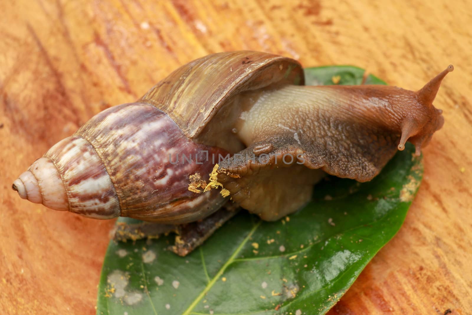 Beautiful patterned brown snail crawls on a wooden surface. Giant african snail.