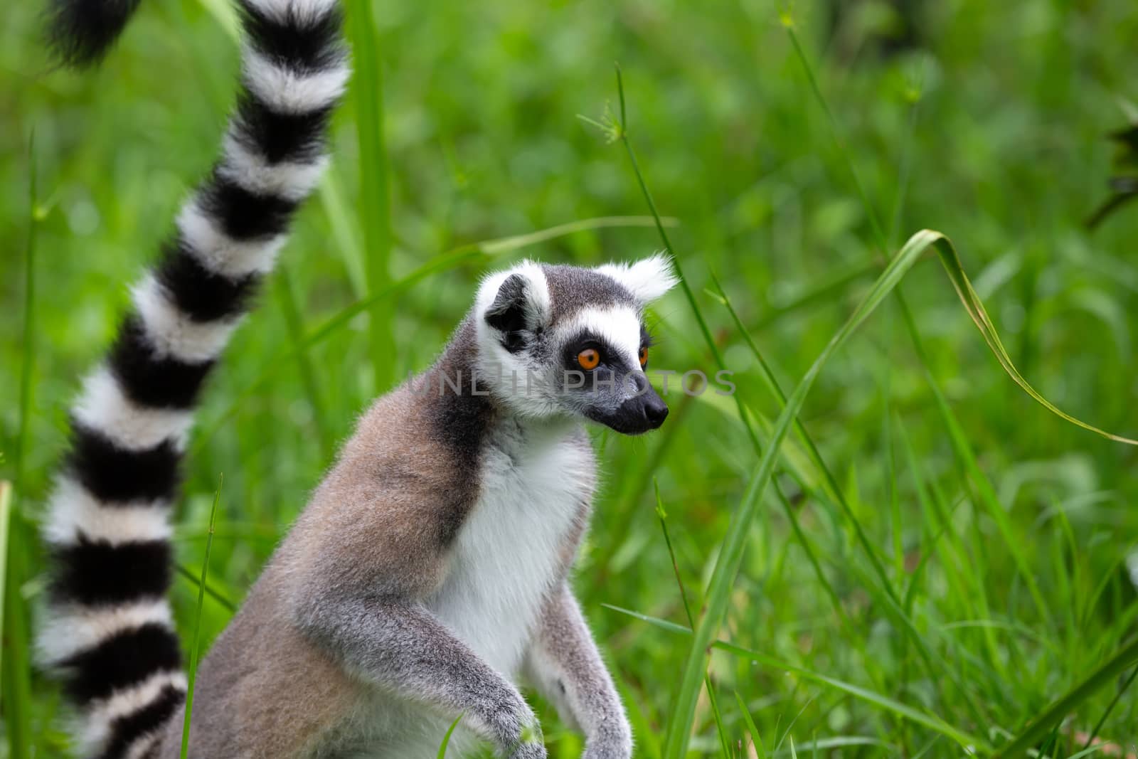 The ring-tailed lemur in the rainforest on the island of Madagascar