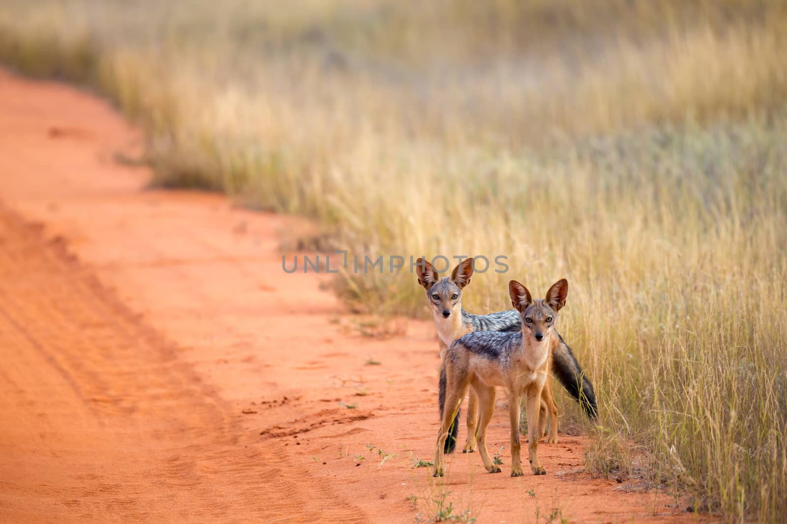 Jackal on the road in the savannah are posing and watching