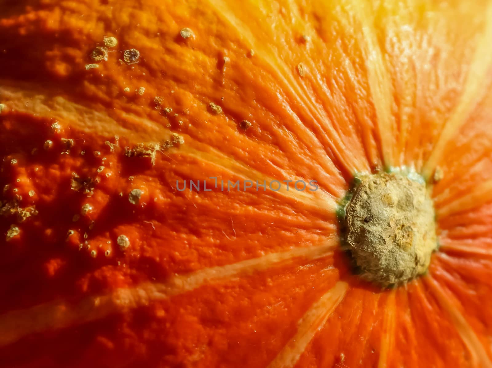 Beautiful orange pumpkin on a wooden background during helloween by MP_foto71